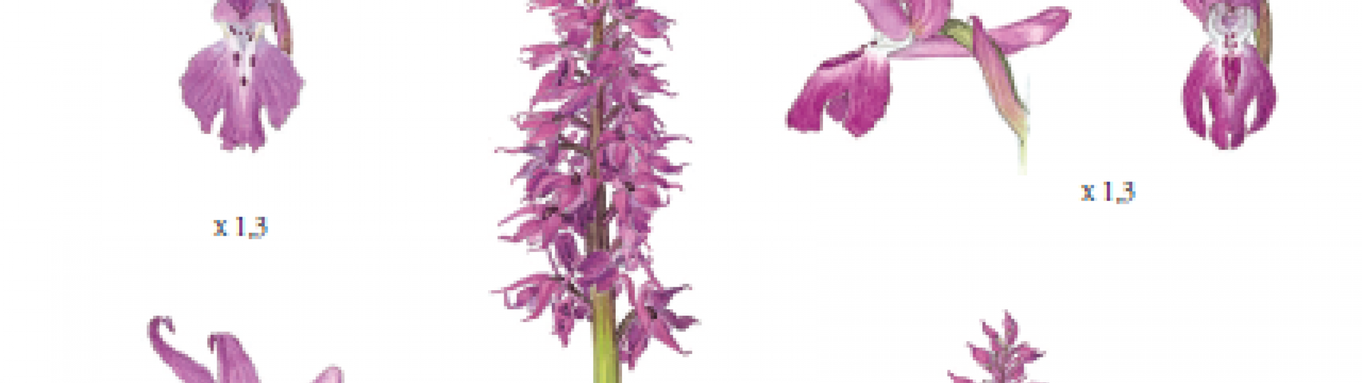 immagine disegno orchidee selvatiche