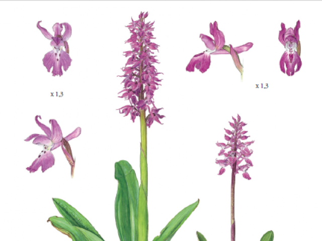immagine disegno orchidee selvatiche